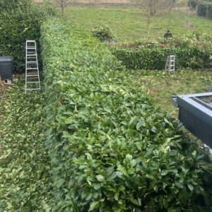 Heckenschnitt: Die Hecke wurde stark zurückgeschnitten. Grobschnitt der Hecke